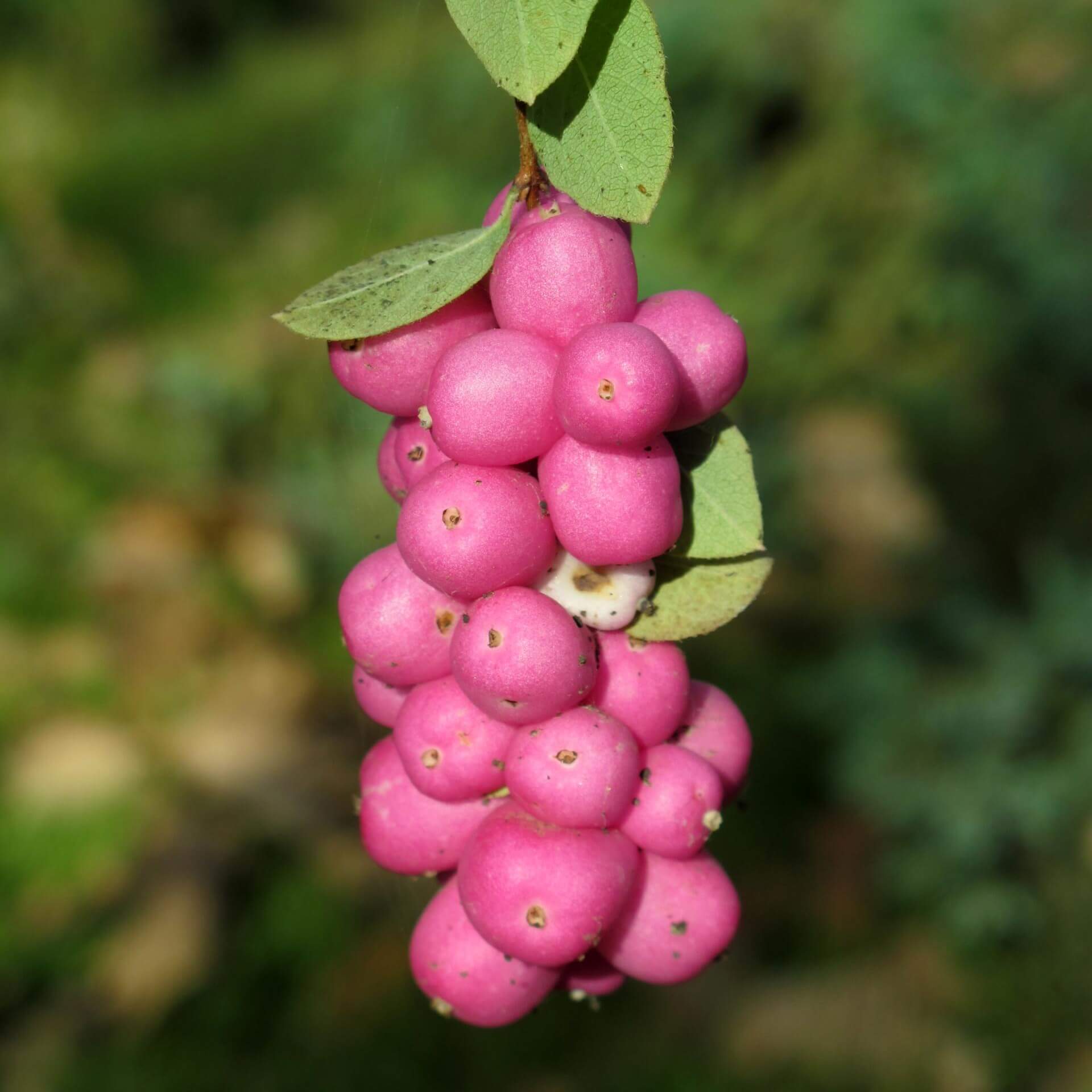 Chenault-Schneebeere (Symphoricarpos x chenaultii)