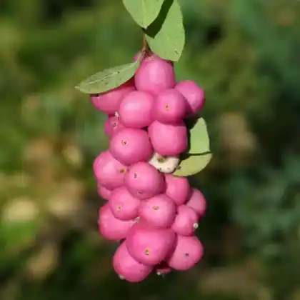 Foto von Chenault-Schneebeere (Symphoricarpos x chenaultii)