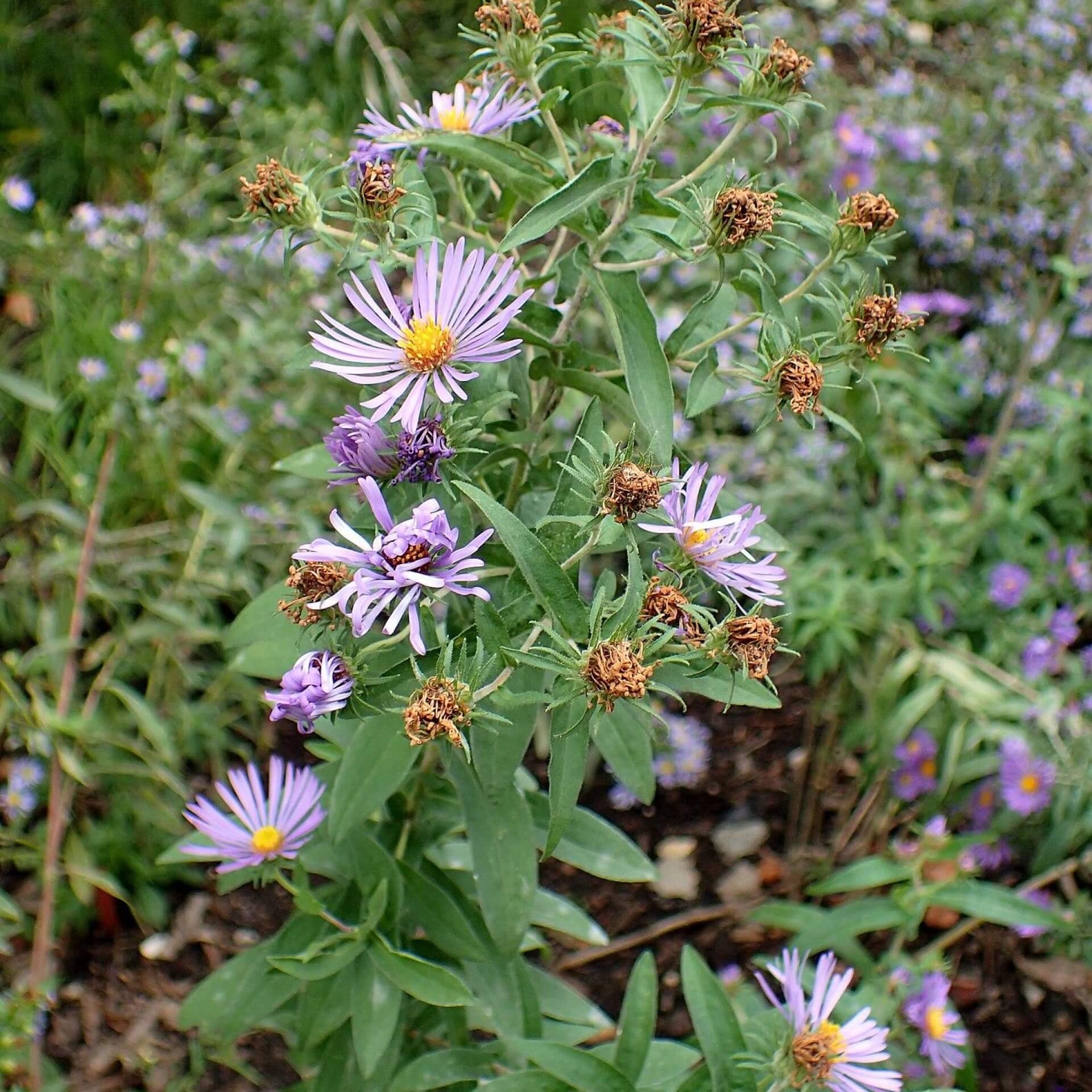 Raublatt-Aster (Symphyotrichum novae-angliae)