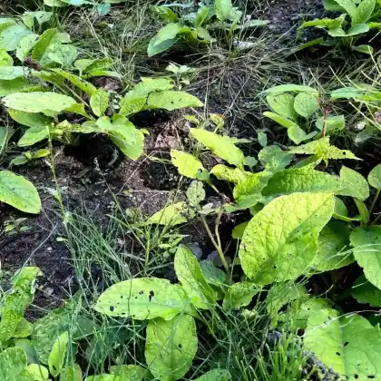 Foto von Kleiner Kaukasus-Beinwell (Symphytum grandiflorum)