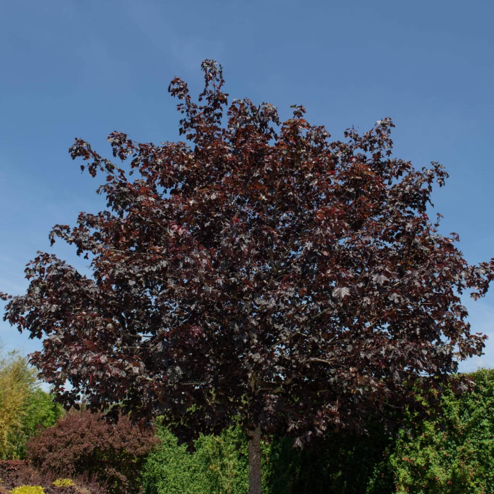 Blut-Ahorn (Acer platanoides 'Crimson King')