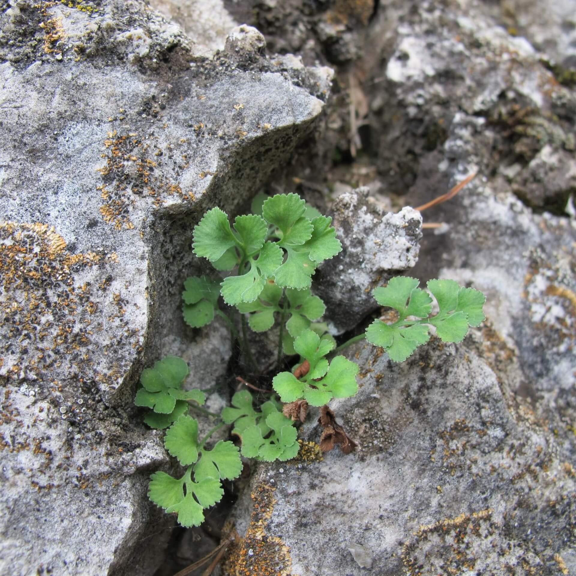 Mauer-Streifenfarn (Asplenium ruta-muraria)