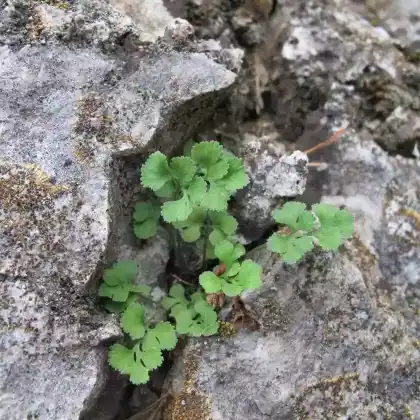 Foto von Mauer-Streifenfarn (Asplenium ruta-muraria)