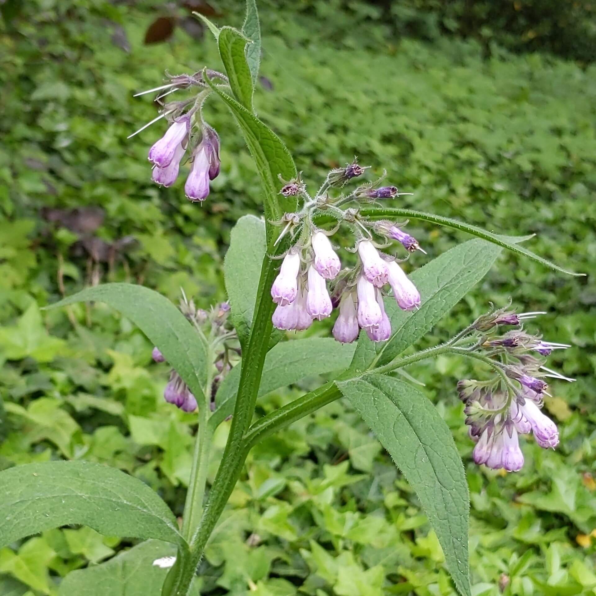 Echter Beinwell (Symphytum officinale)