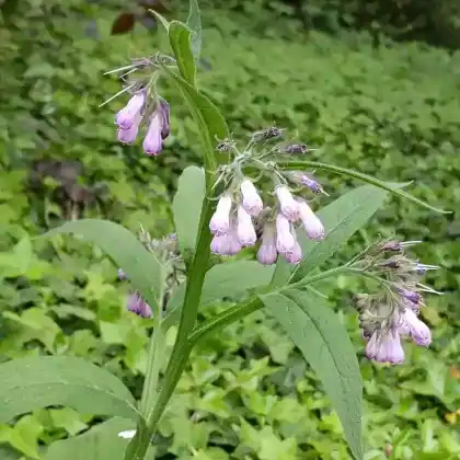 Foto von Echter Beinwell (Symphytum officinale)