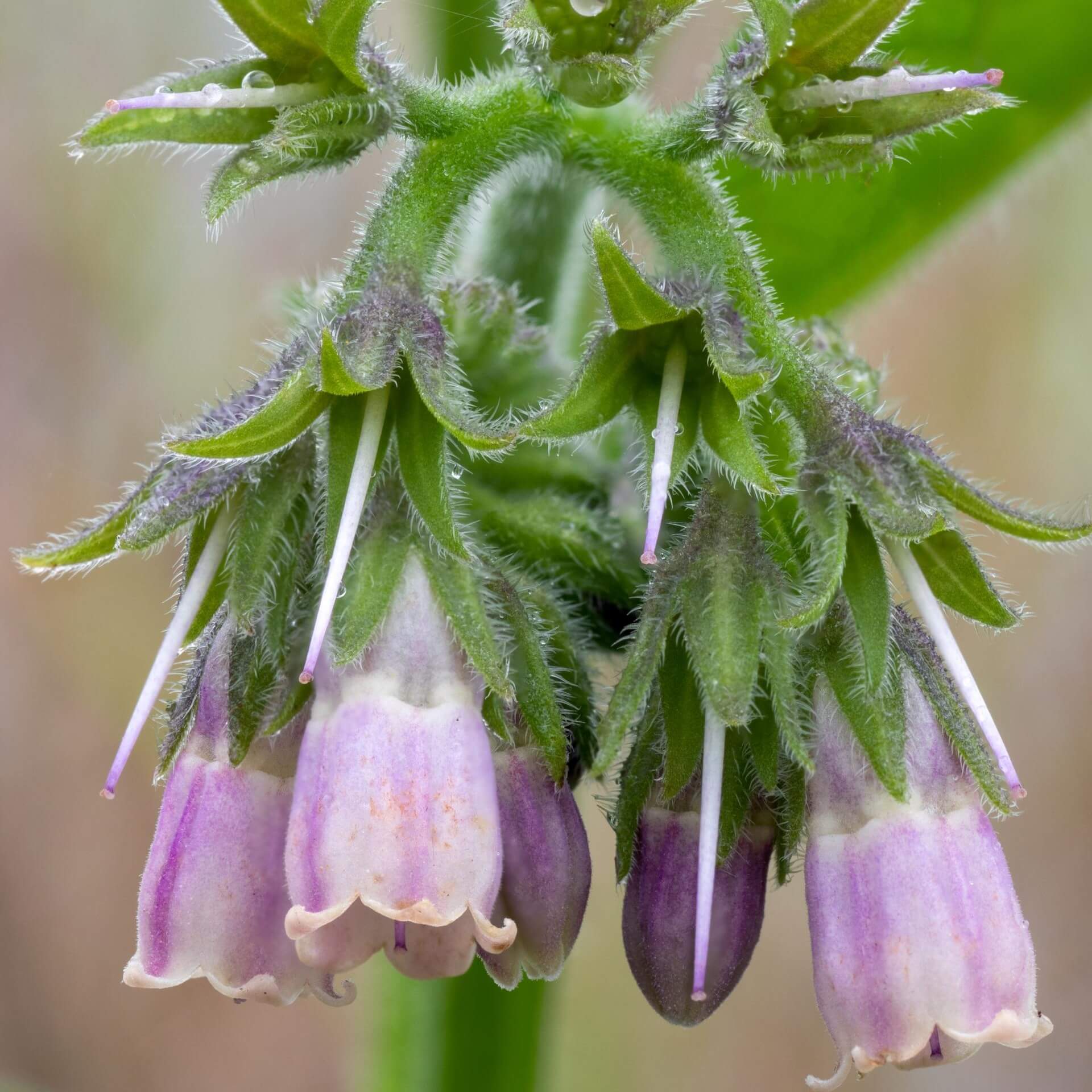 Futter-Beinwell (Symphytum x uplandicum)