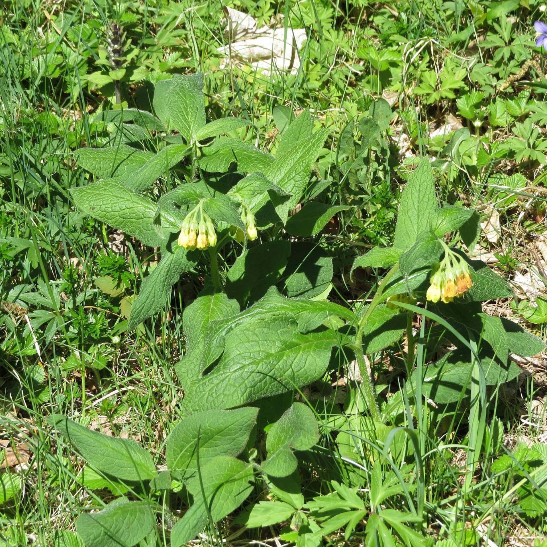 Knoten-Beinwell (Symphytum tuberosum)