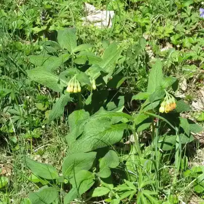 Foto von Knoten-Beinwell (Symphytum tuberosum)