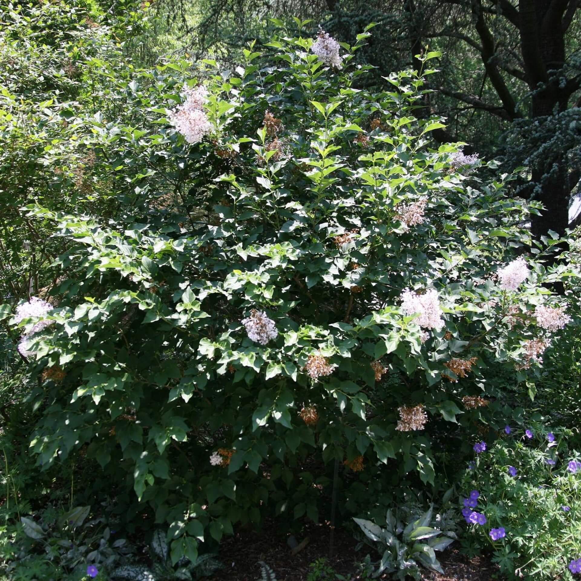 Zwerg-Flieder (Syringa meyeri)