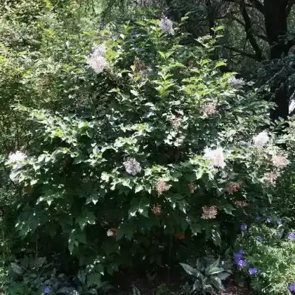Foto von Zwerg-Flieder (Syringa meyeri)