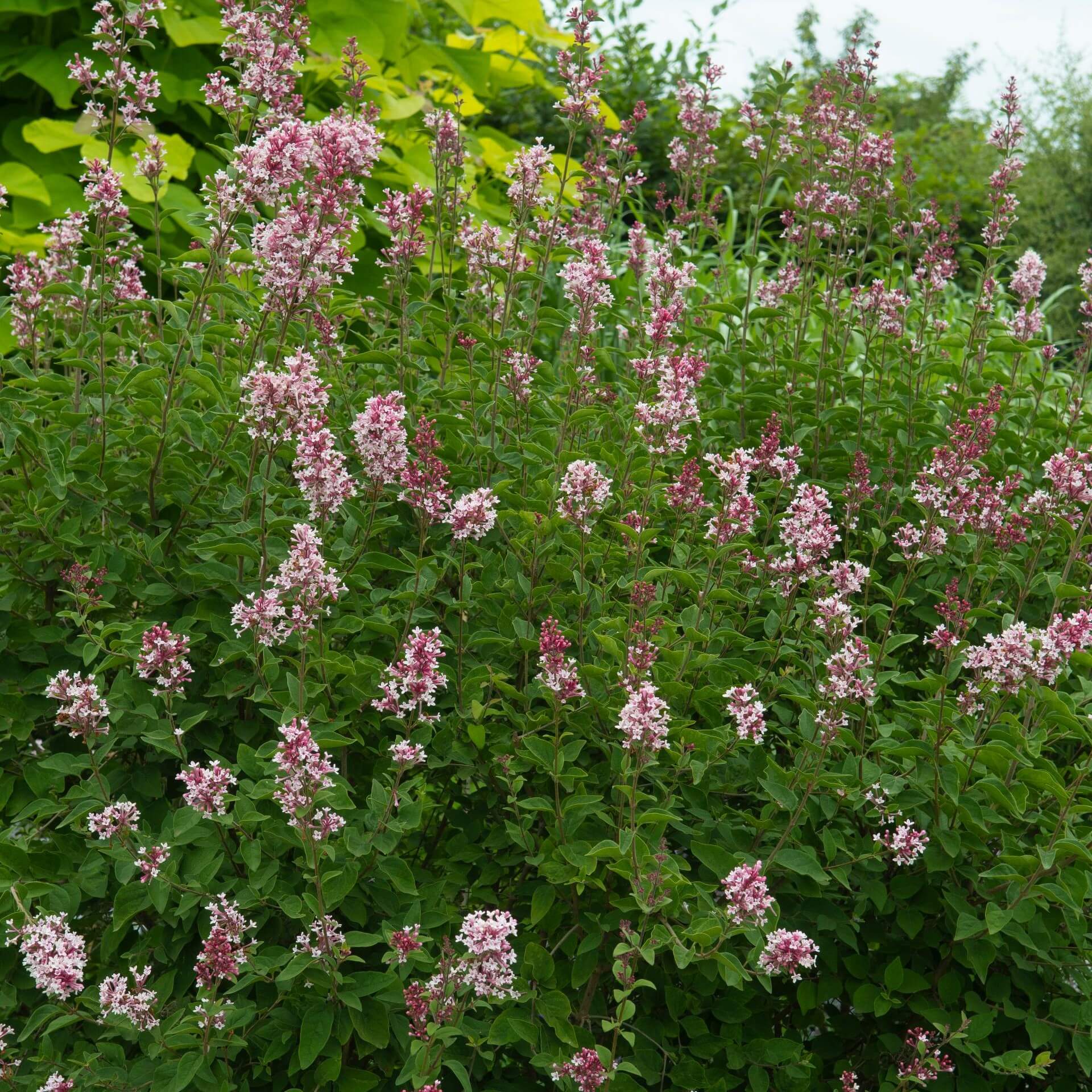 Kleinblättriger Herbstflieder 'Superba' (Syringa microphylla 'Superba')