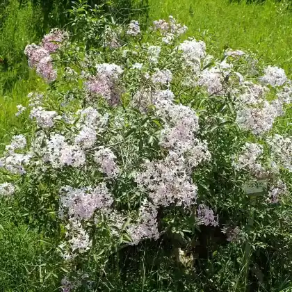 Foto von Persischer Flieder (Syringa persica)