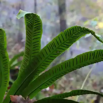 Foto von Hirschzungenfarn (Asplenium scolopendrium)