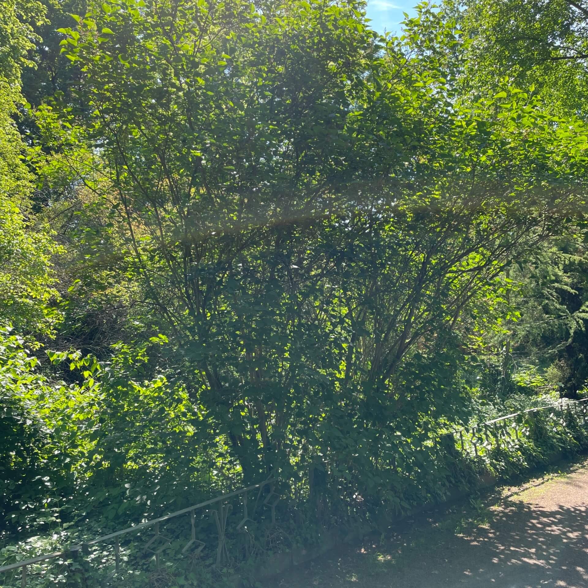 Gemeiner Flieder (Syringa vulgaris)