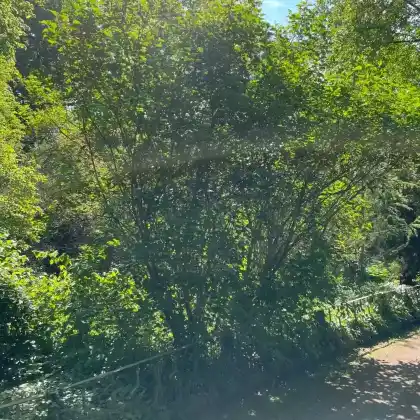 Foto von Gemeiner Flieder (Syringa vulgaris)