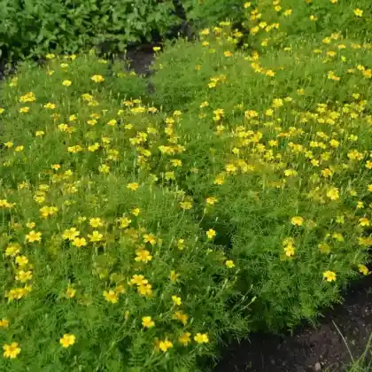 Foto von Schmalblättrige Studentenblume (Tagetes tenuifolia)