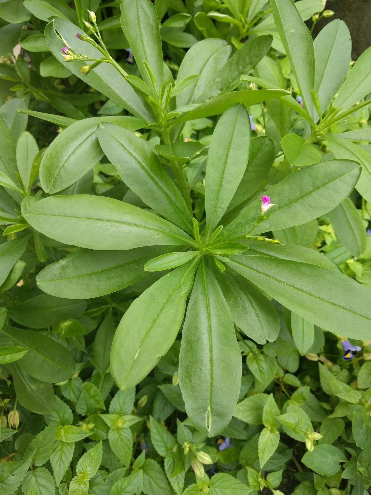 Erdginseng / Talinum paniculatum