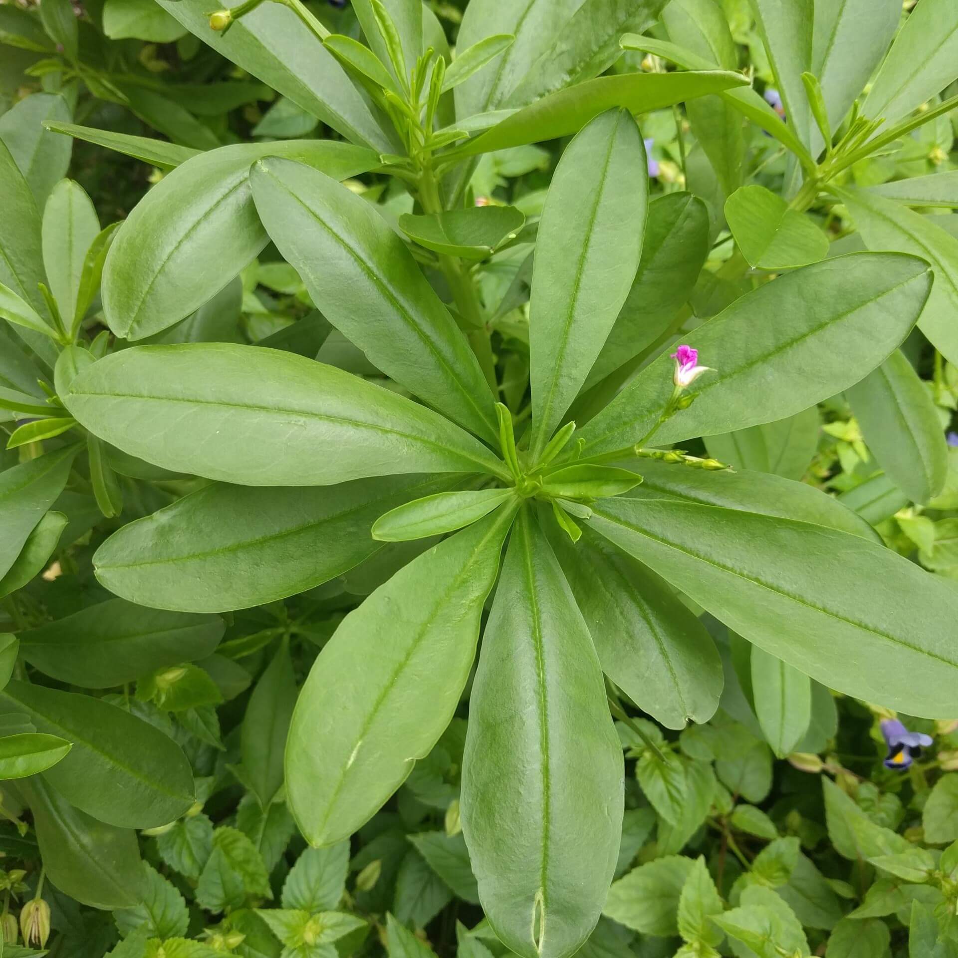 Erdginseng (Talinum paniculatum)