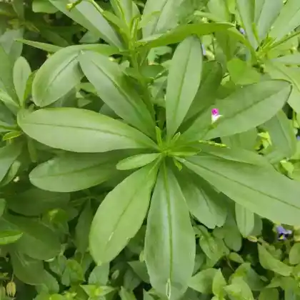 Foto von Erdginseng (Talinum paniculatum)