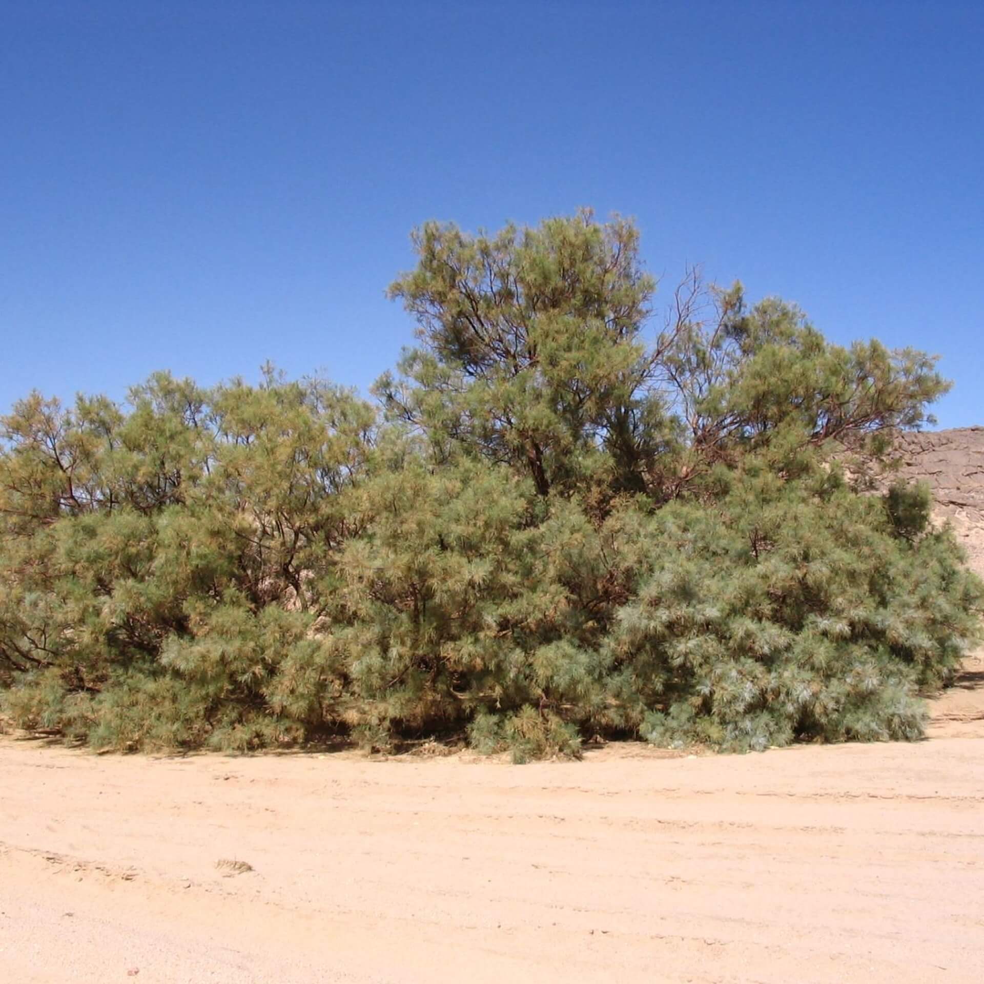 Blattlose Tamariske (Tamarix aphylla)