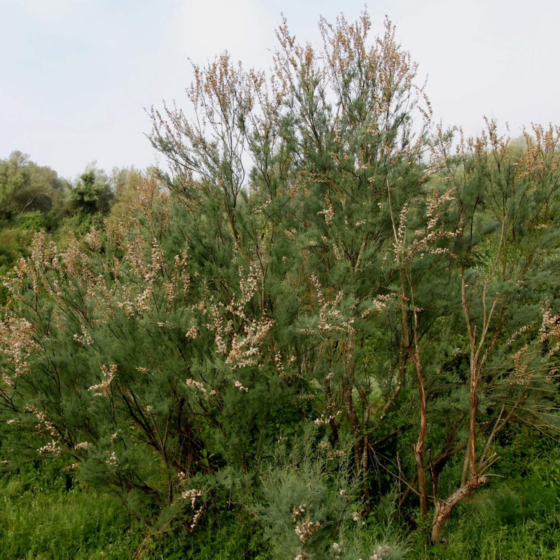 Französische Tamariske (Tamarix gallica)