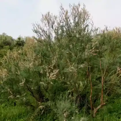 Foto von Französische Tamariske (Tamarix gallica)
