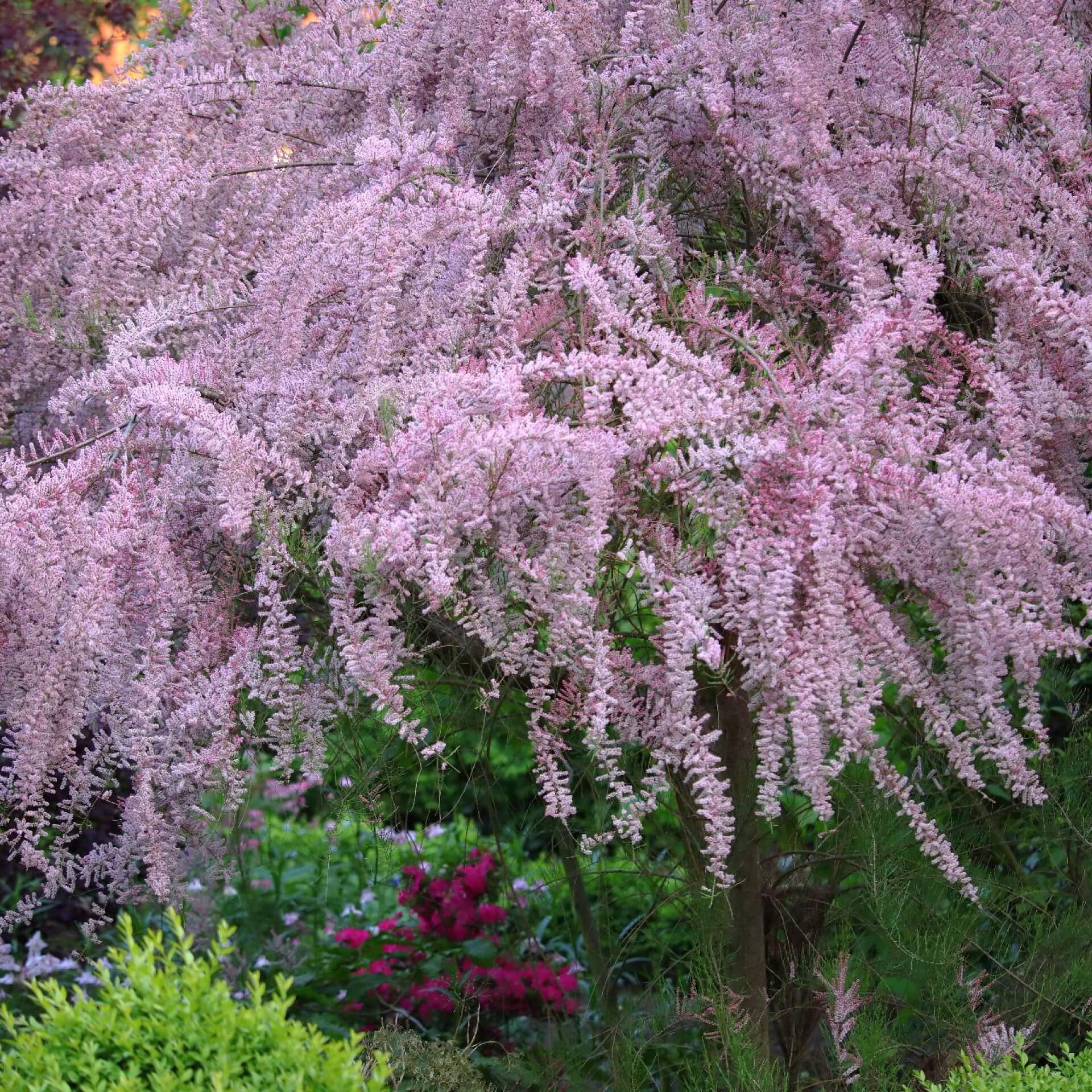 Frühlings-Tamariske (Tamarix parviflora)