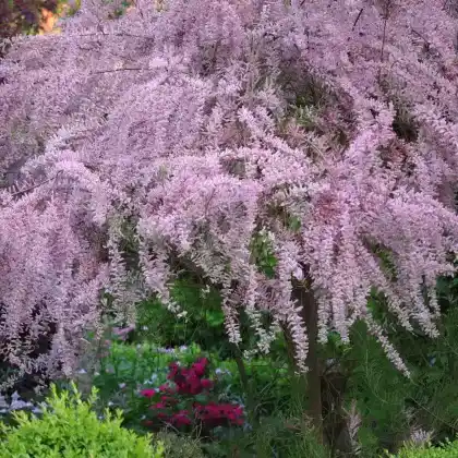 Foto von Frühlings-Tamariske (Tamarix parviflora)