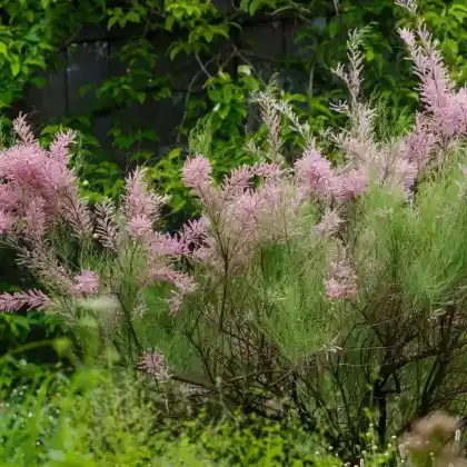 Foto von Sommertamariske (Tamarix ramosissima)