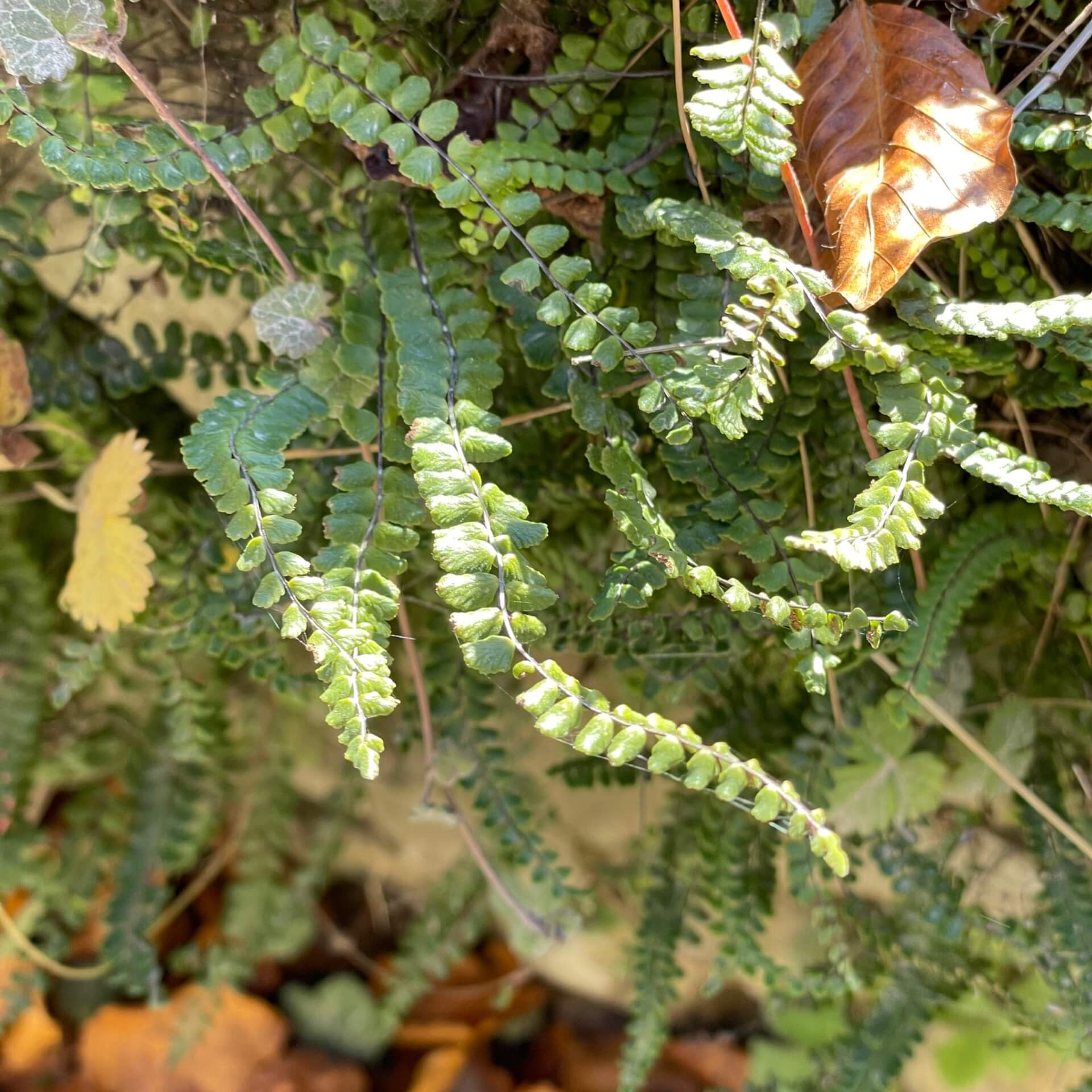 Braunstieliger Streifenfarn (Asplenium trichomanes)