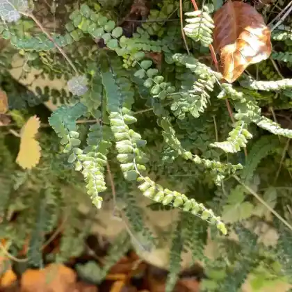 Foto von Braunstieliger Streifenfarn (Asplenium trichomanes)