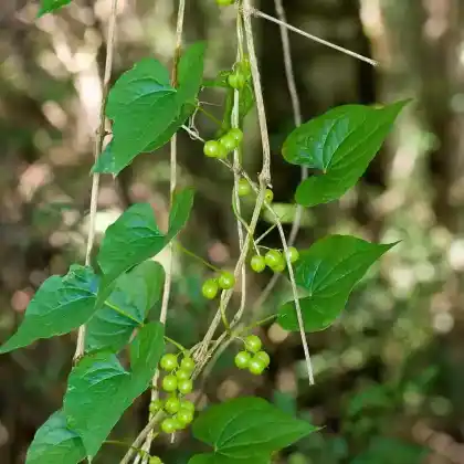 Foto von Gemeine Schmerwurz (Tamus communis)