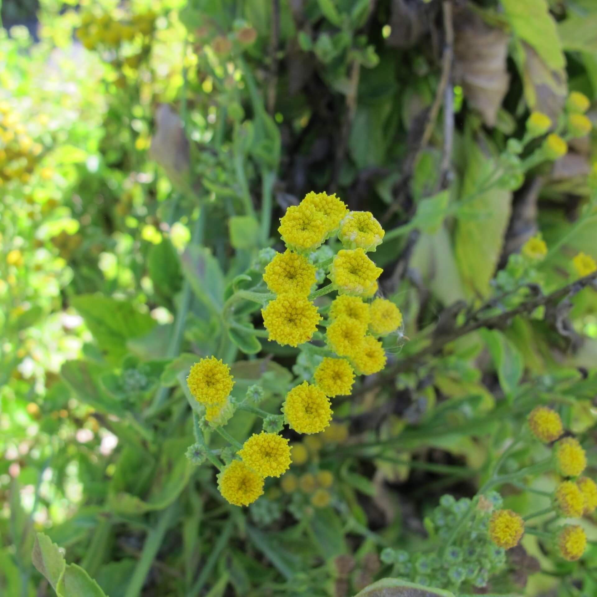 Frauenminze (Tanacetum balsamita)