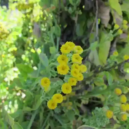 Foto von Frauenminze (Tanacetum balsamita)