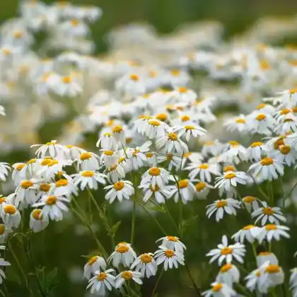 Foto von Straußblütige Wucherblume (Tanacetum corymbosum)