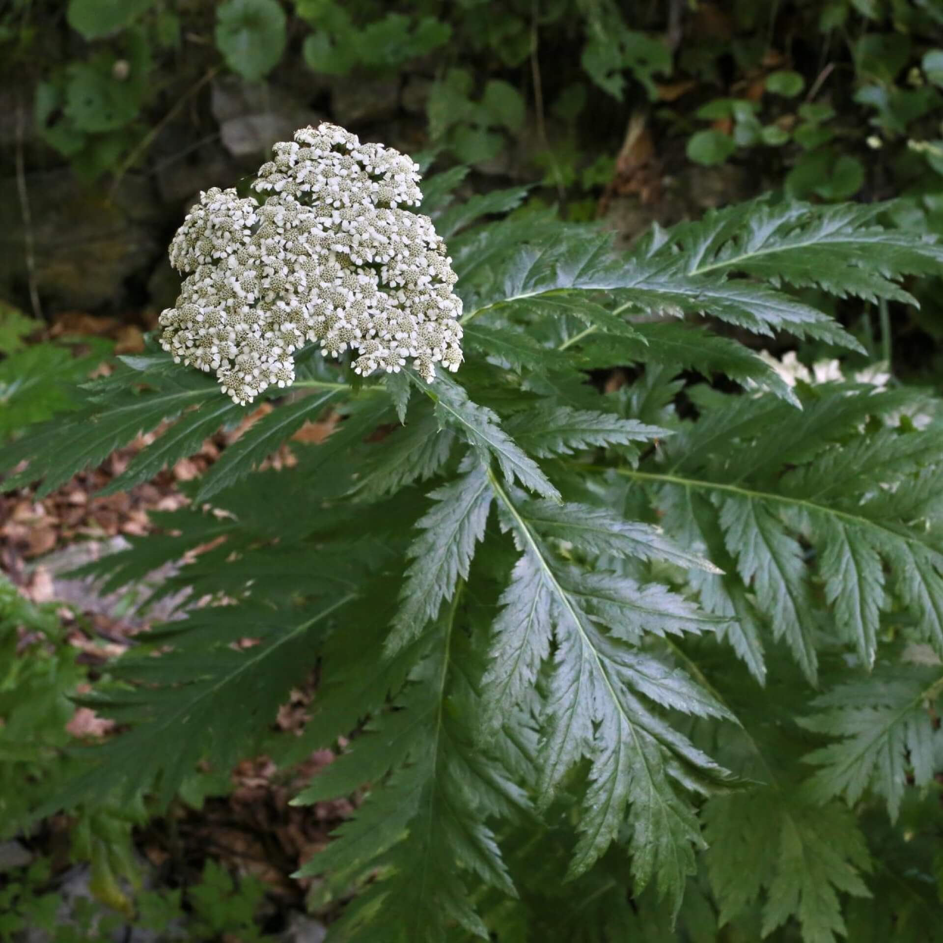 Schafgarben-Margerite (Tanacetum macrophyllum)