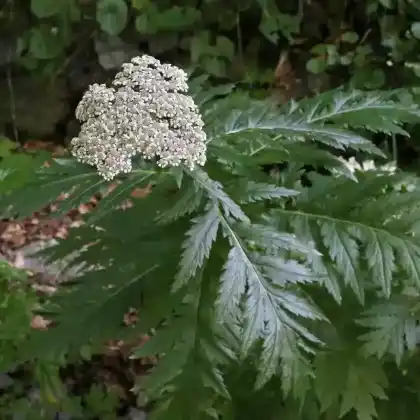 Foto von Schafgarben-Margerite (Tanacetum macrophyllum)