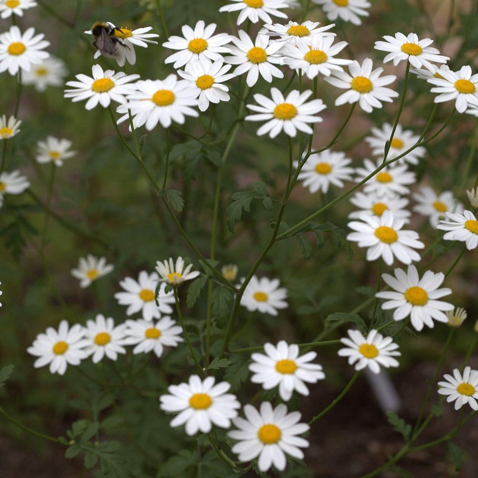 Staubige Margerite (Tanacetum parthenifolium)