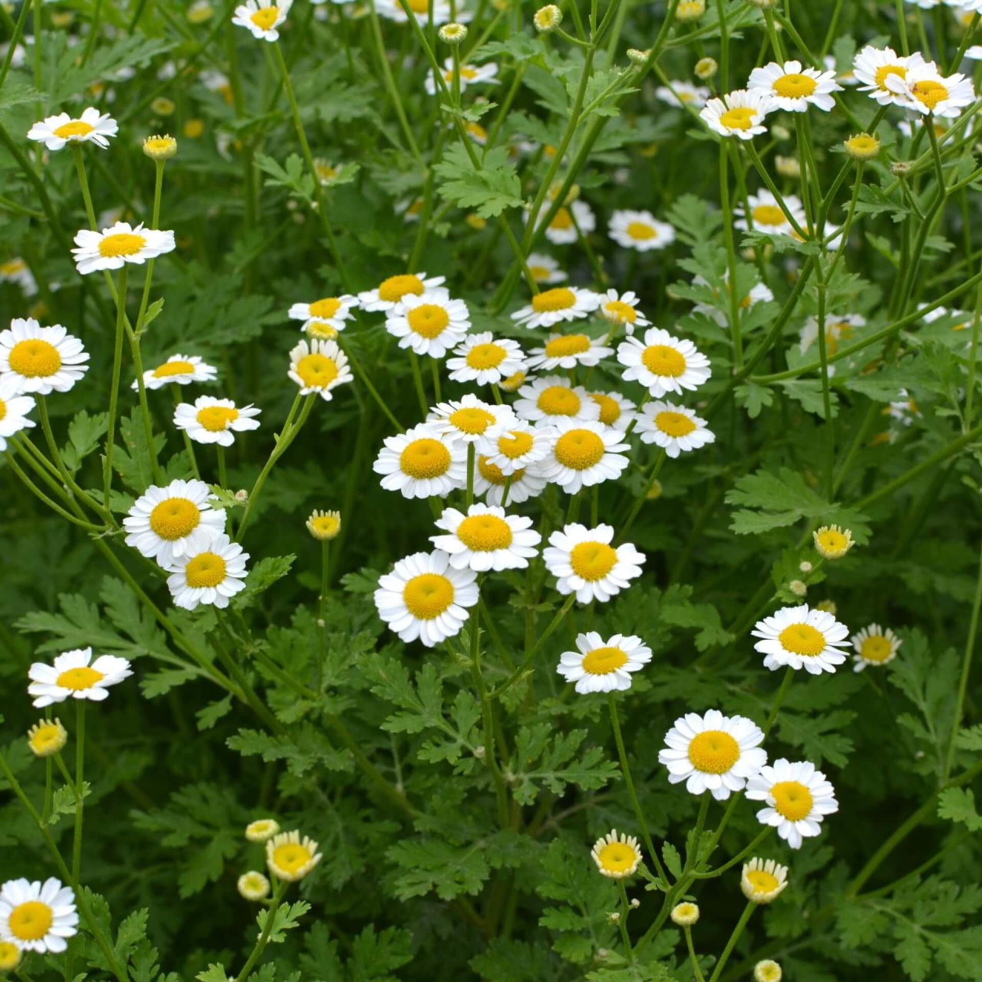 Mutterkraut (Tanacetum parthenium)