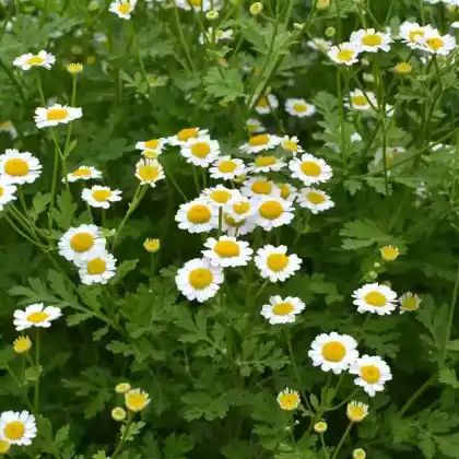 Foto von Mutterkraut (Tanacetum parthenium)