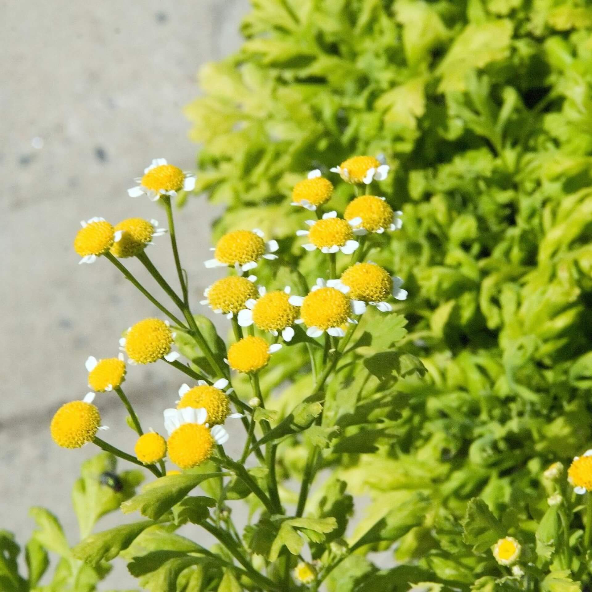 Mutterkraut 'Golden Moss' (Tanacetum parthenium 'Golden Moss')