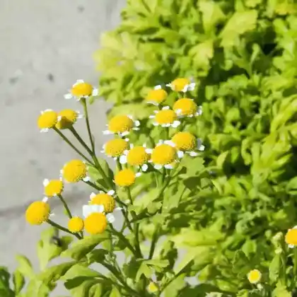 Foto von Mutterkraut 'Golden Moss' (Tanacetum parthenium 'Golden Moss')