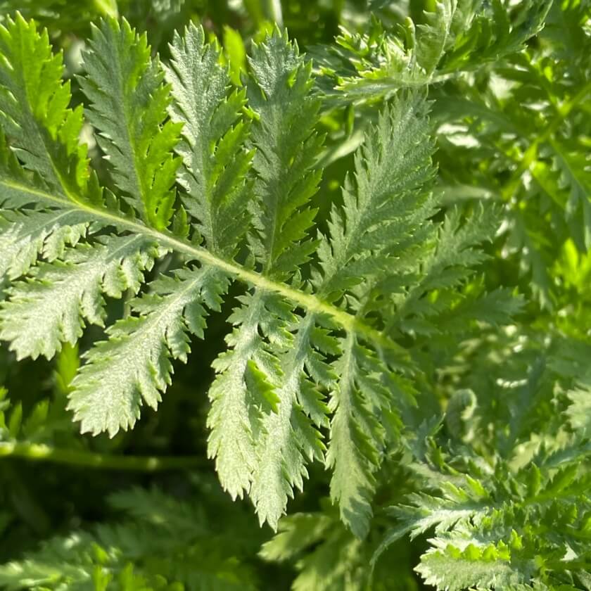 Rainfarn / Tanacetum vulgare