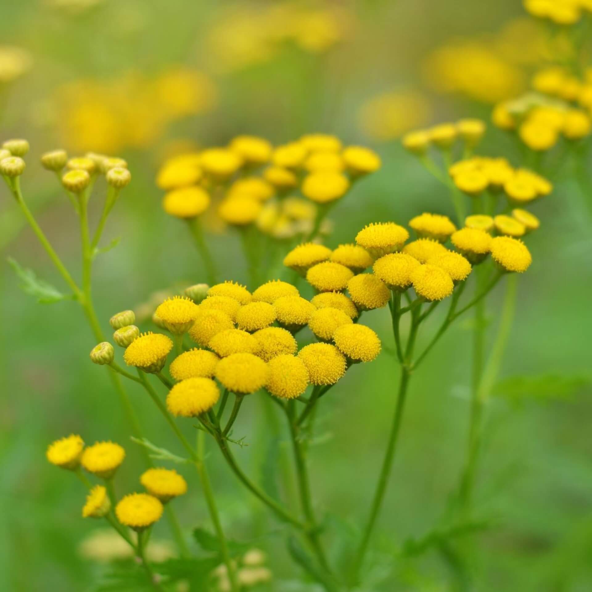 Rainfarn (Tanacetum vulgare)