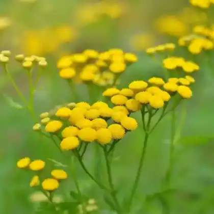 Foto von Rainfarn (Tanacetum vulgare)