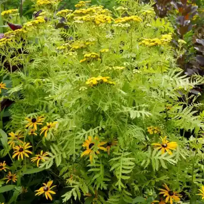 Foto von Rainfarn 'Isla Gold' (Tanacetum vulgare 'Isla Gold')