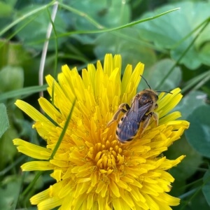 Taraxacum officinale