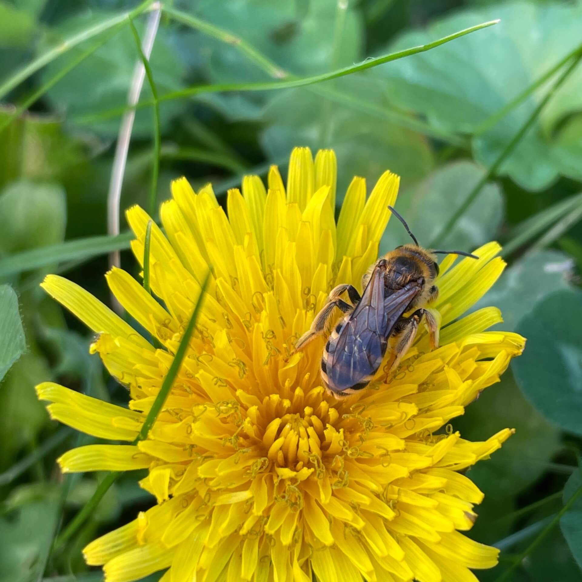 Gewöhnlicher Löwenzahn (Taraxacum officinale)