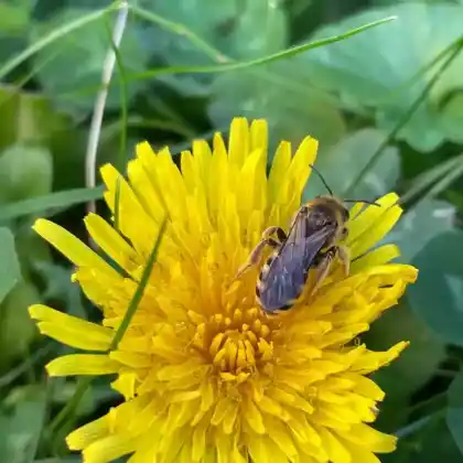 Foto von Gewöhnlicher Löwenzahn (Taraxacum officinale)
