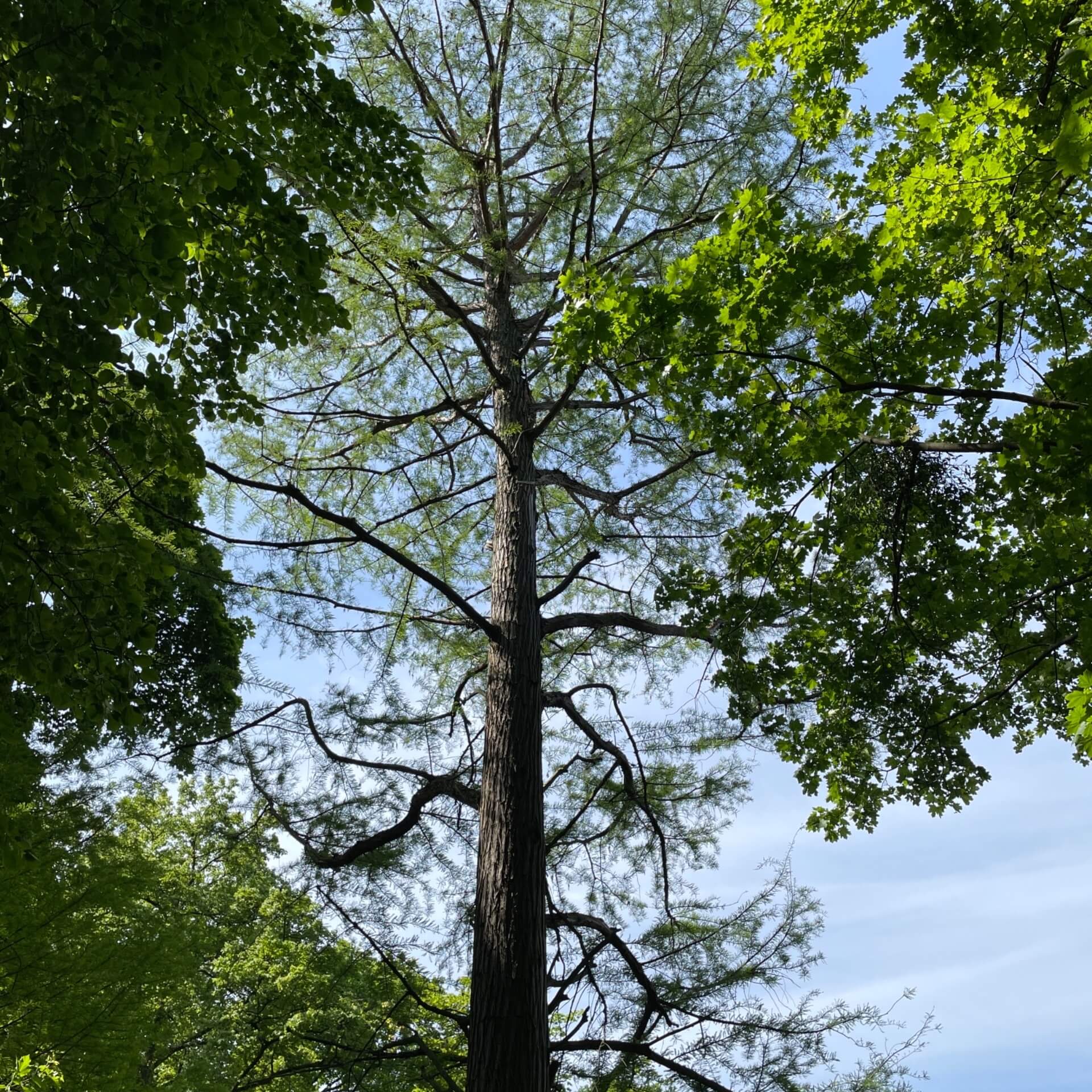 Sumpfzypresse (Taxodium distichum)